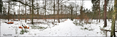 sneeuwpanorama boslandschap