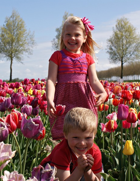 Zonnig tulpenveld