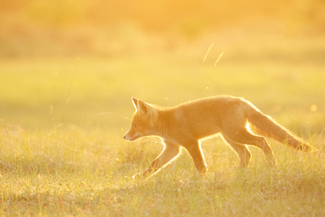 Golden fox.