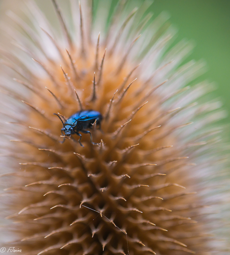 Help het prikt..............Elzenhaantje in de Kaardebol