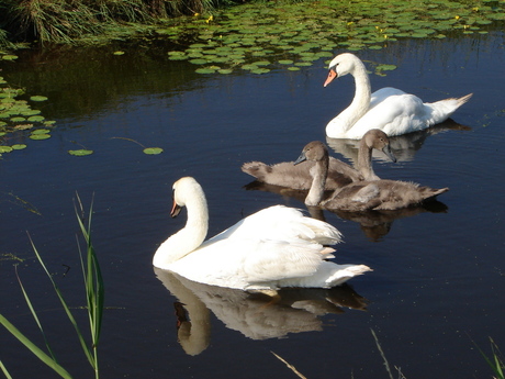 Zwanen twee plus twee