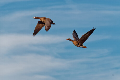 Vogelvlucht