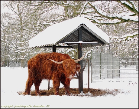 hooglander in de sneeuw.