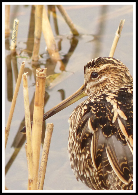 Watersnip