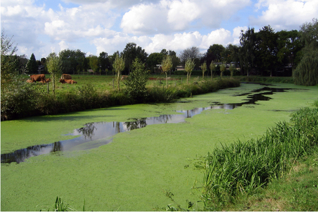 Groene rivier