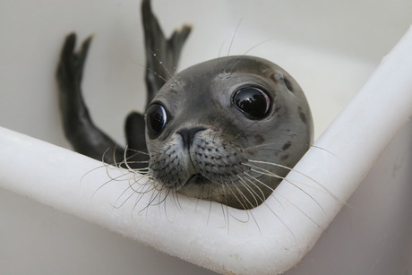 Zeehondje met levensenergie