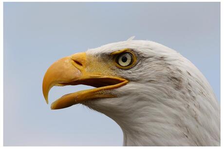 close up van de amerikaanse zeearend