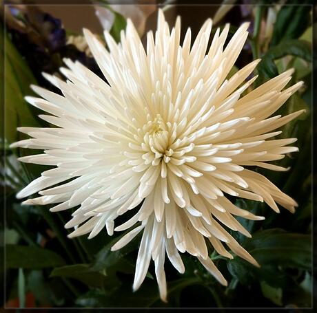 Witte Chrysant