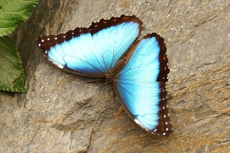 Vlinder in vlindertuin Someren
