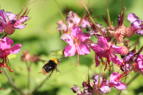 Hommel op zijn doel af