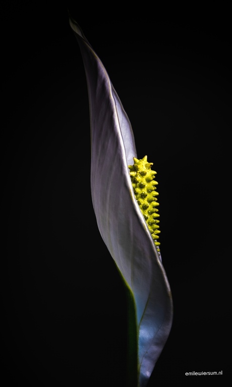 spathiphyllum