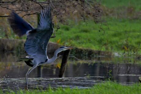 de blauwe reiger