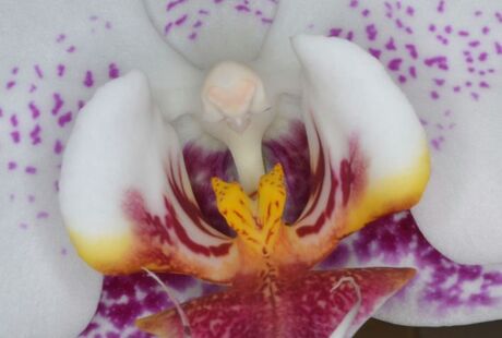 Orchidee