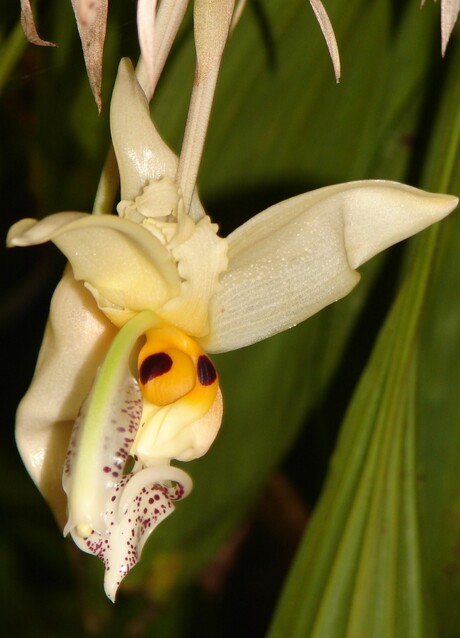 Stanhopea, Trpische Orchidee