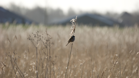 Vogeltje