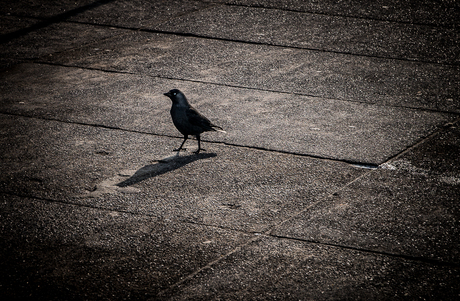 Mr. Jackdaw