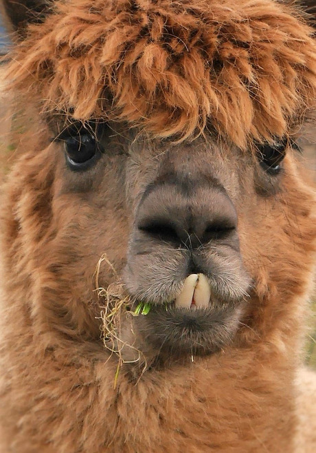 alpaca