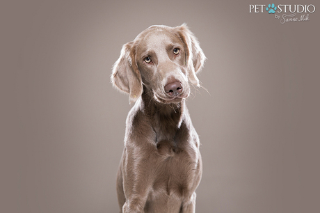 Weimaraner Langhaar Mila