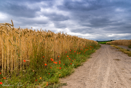 poppy's near the road_