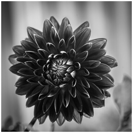 Dahlia