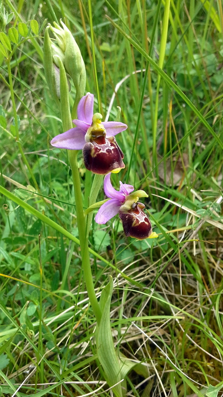 Hommelorchis ( Ophrys holoserica)