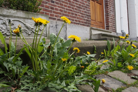 Straatbloemen