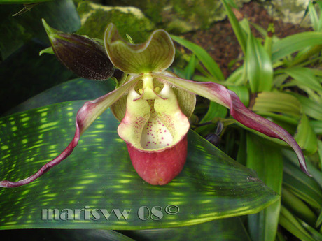 orchidee op blad