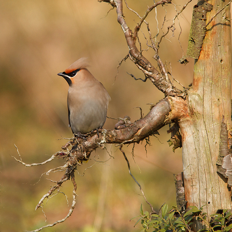 Pestvogel II