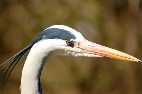 Reiger