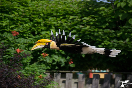 Dubbele neushoorn vogel