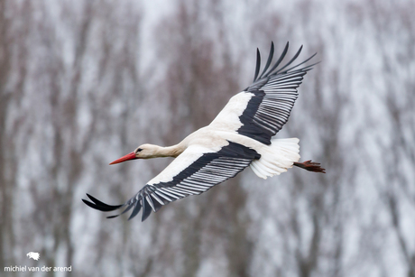 Natuurlijke elegantie