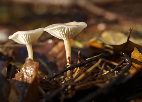 Gevangen in een zonnestraal...