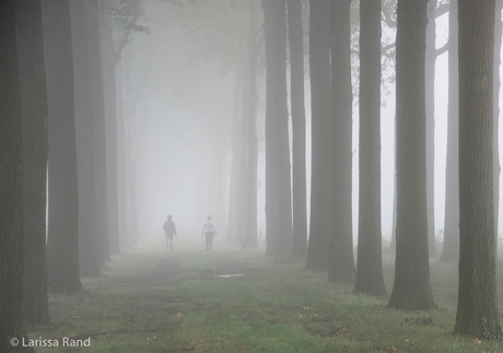 Misty morning