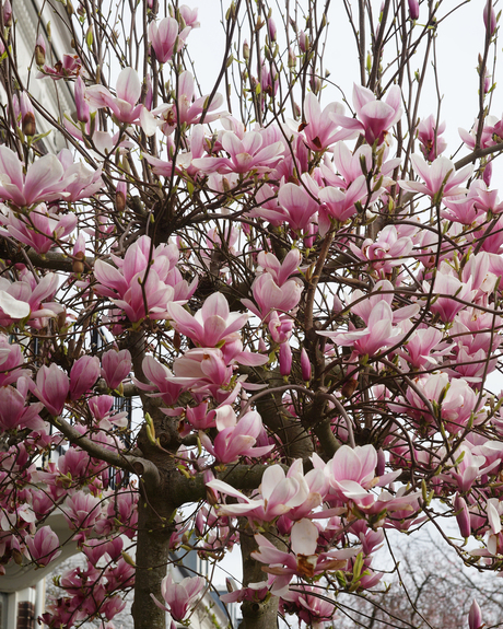 Voorjaar 2019,de Magnolia in bloei