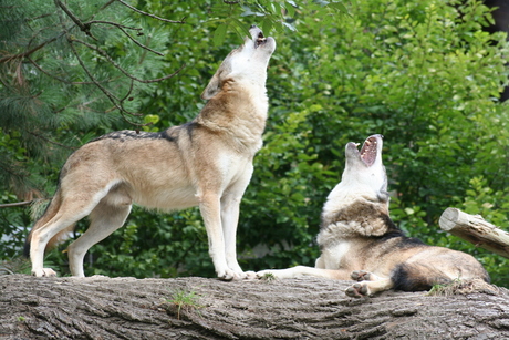 huilende wolven