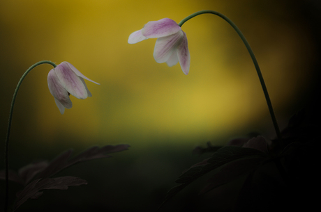 Wilde bosanemoon/ Wild wood anemone