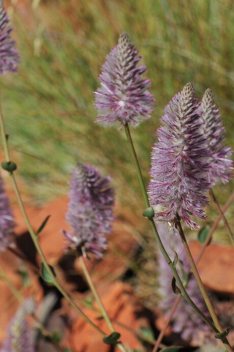 outback Flora