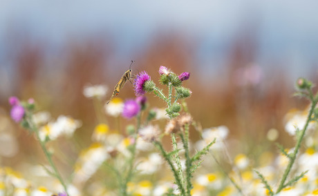 De koninginnepage in het veld