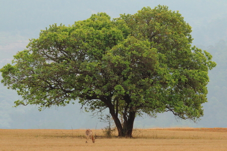 Mlilwane Nature park