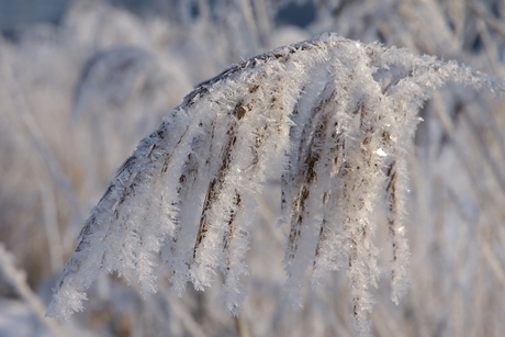 Sneeuw op de rietpluimen