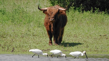 Schotse hooglander en lepelaars