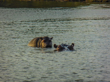 Baby hippopotamus standing on his mother's back