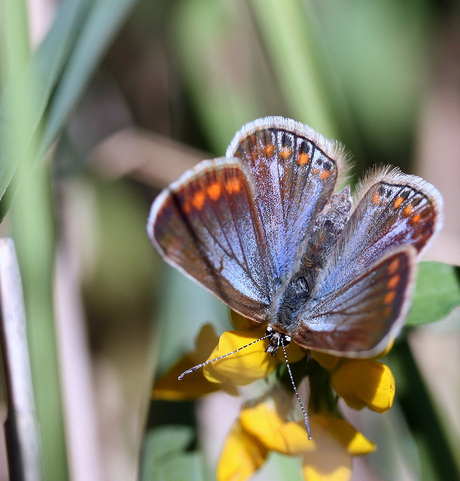 Mannetje Icarusblauwtje