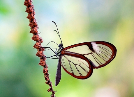 Vlindertuin Artis