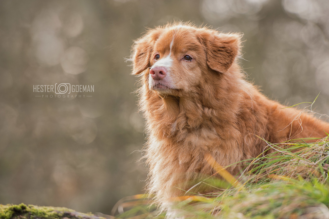 Old lady... - foto van Hester-Goeman - Dieren - Zoom.nl