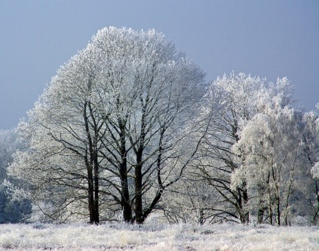 kou met een zonnetje