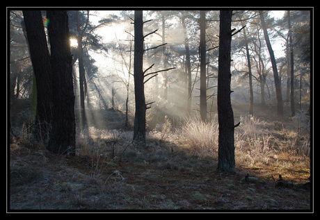 Winterse tafereelen