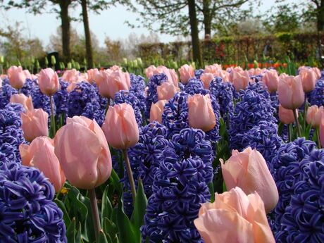 Keukenhof