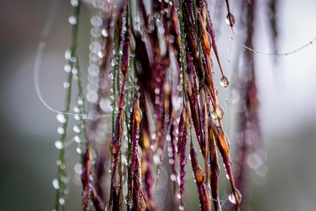 Bokeh in de natuur