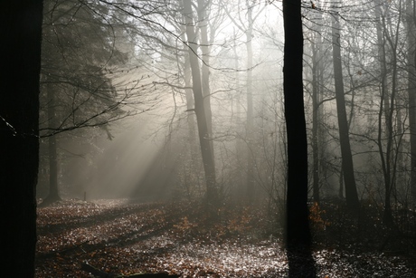 Zonlicht door bomen